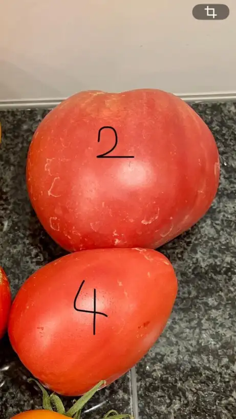 Tomaten: Ochsenherz