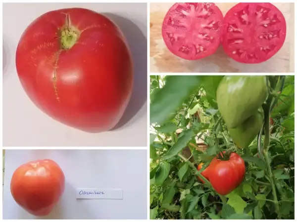 Tomaten: Ochsenherz
