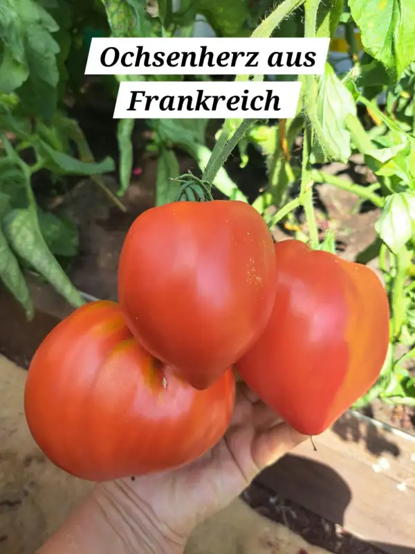 Tomaten: Ochsenherz aus Frankreich