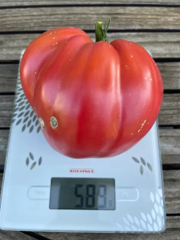 Tomaten: Ochsenherz aus Ukraine