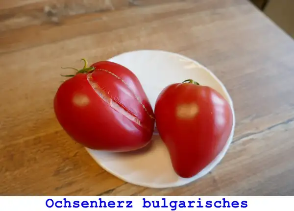 Tomaten: Ochsenherz bulgarisches