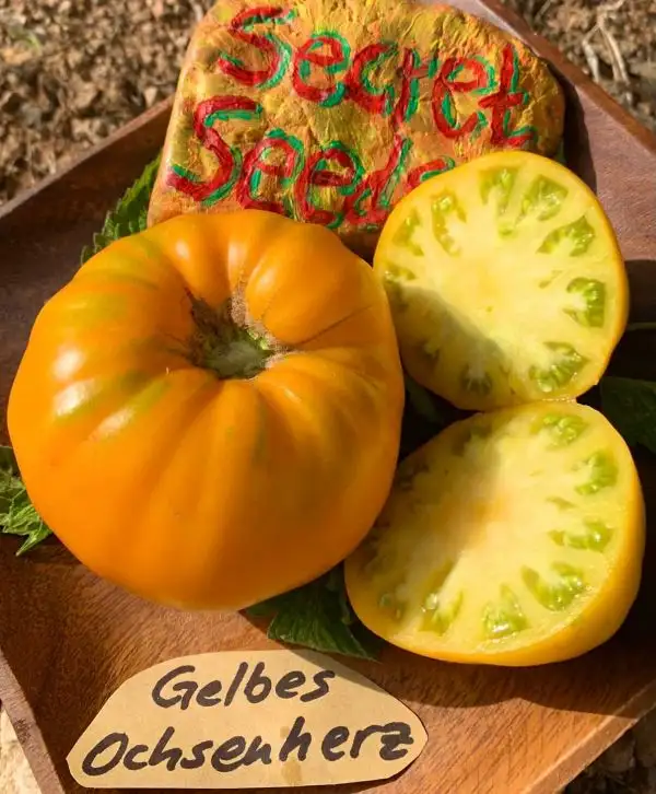 Tomaten: Ochsenherz Gelb