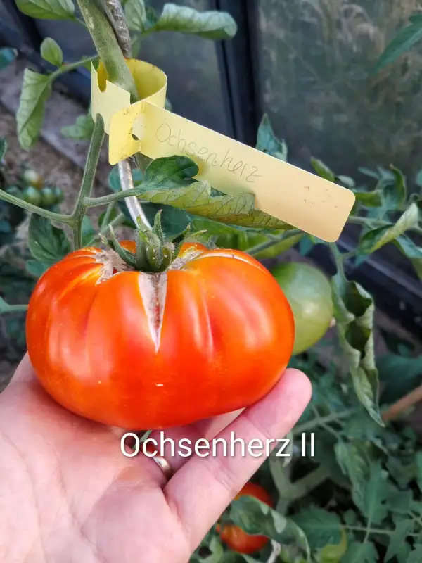 Tomaten: Ochsenherz II