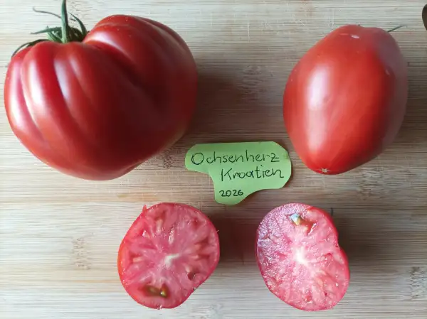 Tomaten: Ochsenherz Kroatien