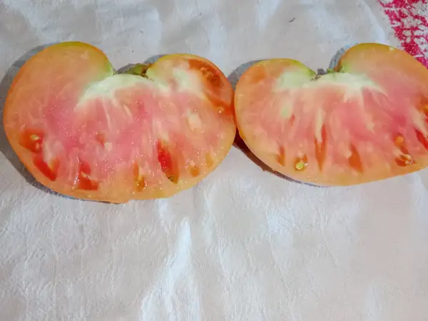 Tomaten: Ochsenherz orange