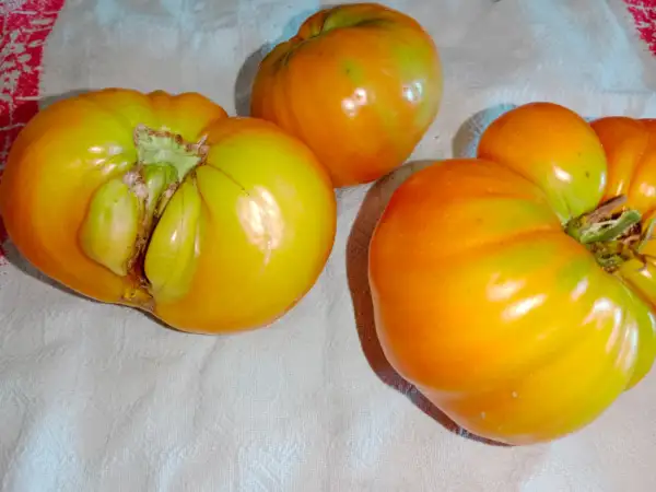 Tomaten: Ochsenherz orange