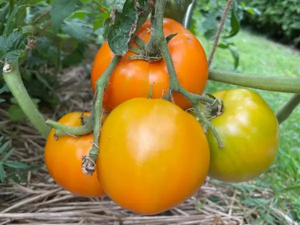 Tomaten: Ochsenherz orange