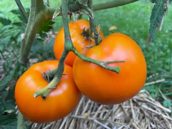 Tomaten: Ochsenherz orange