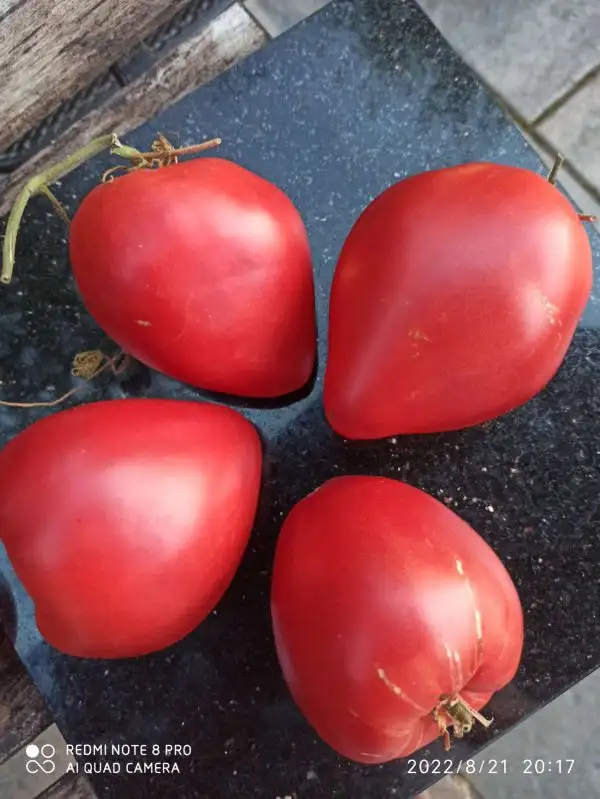 Tomaten: Ochsenherz Rosa