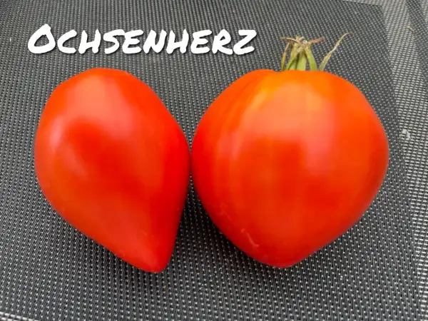 Tomaten: Ochsenherz rot