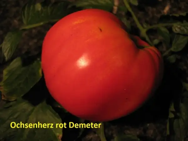 Tomaten: Ochsenherz rot Demeter