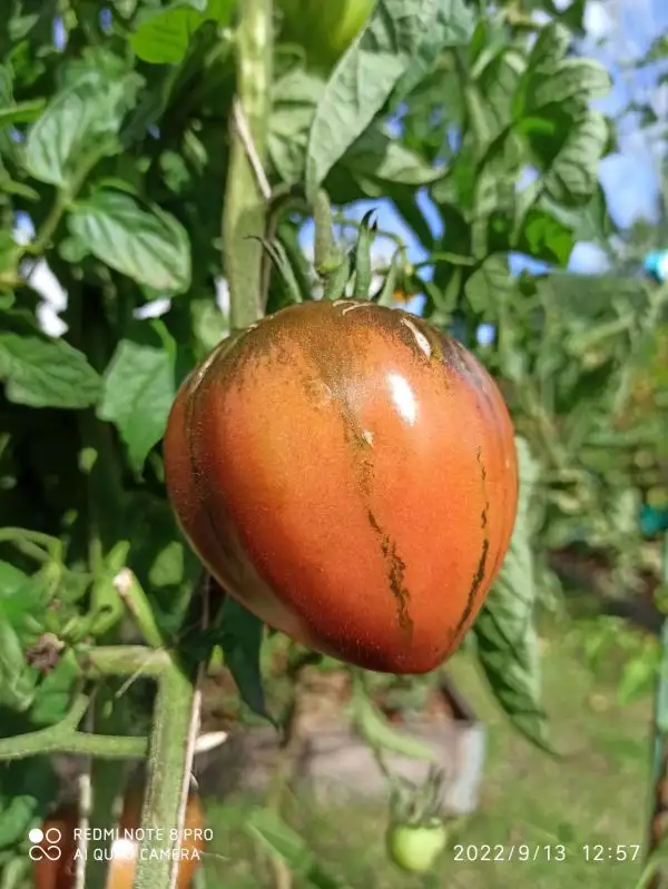 Tomaten: Ochsenherz schwarz