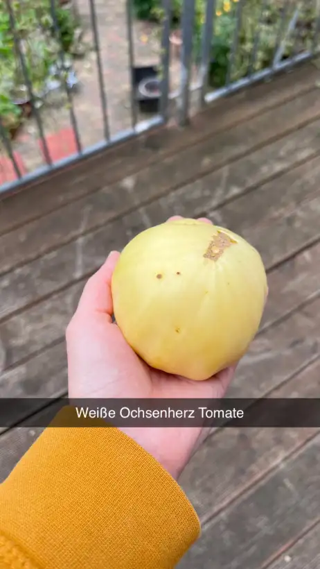 Tomaten: Ochsenherz Weiß