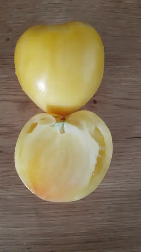 Tomaten: Ochsenherz Weiß