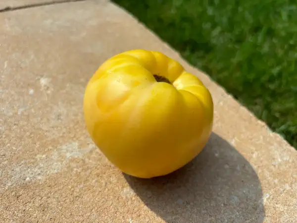 Tomaten: Ochsenherz weiss