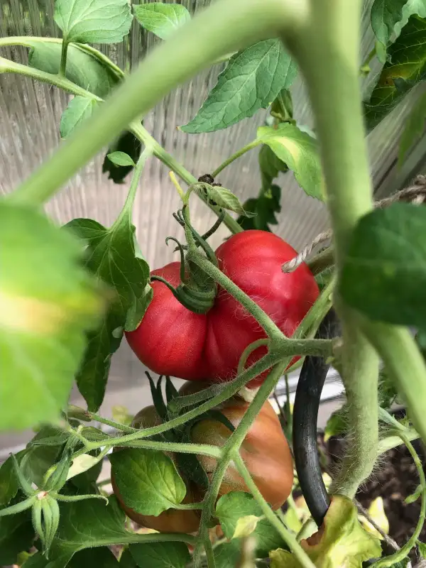 Tomaten: Ochsenherztomate Coeur de Beuf