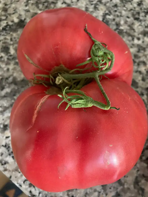 Tomaten: Ochsenherztomaten Uli