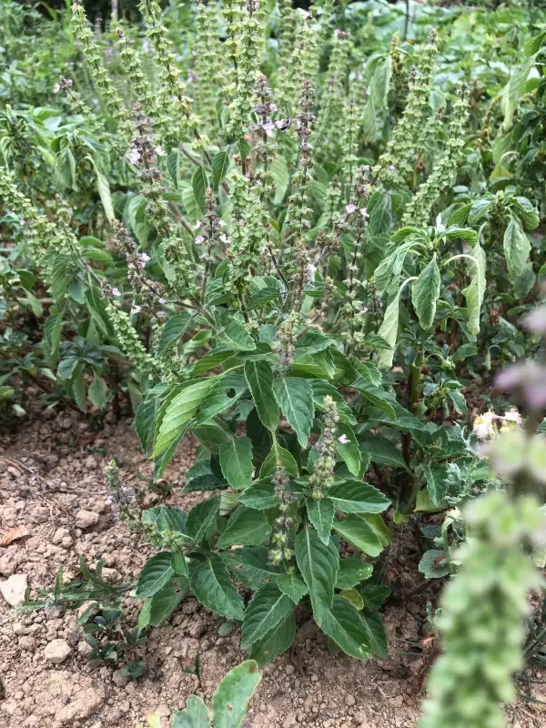 Kräuter: Ocimum tenuiflorum