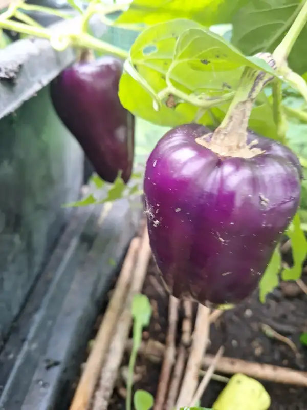 Chili / Paprika: Oda - Paprika