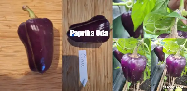 Chili / Paprika: Oda - Paprika