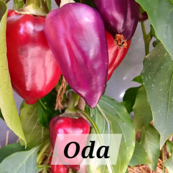 Chili / Paprika: Oda