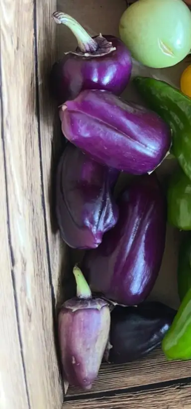 Chili / Paprika: Oda