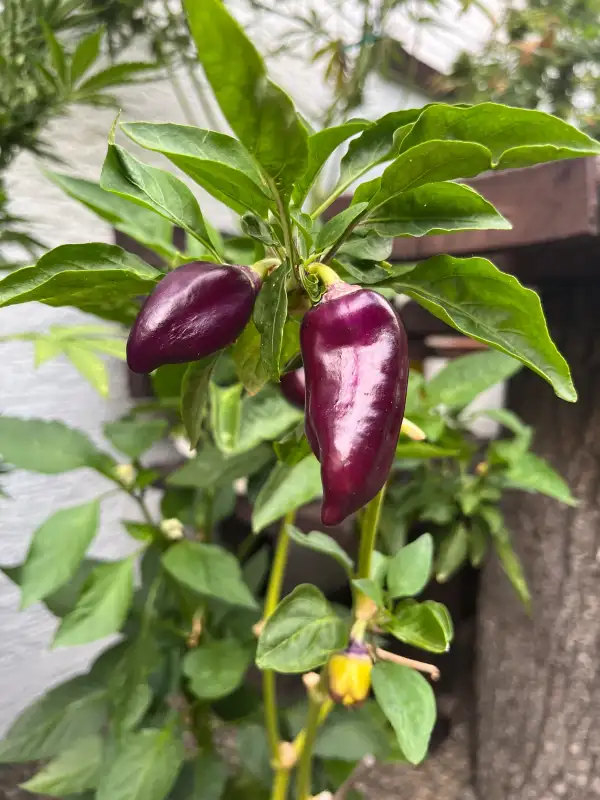 Chili: Oda