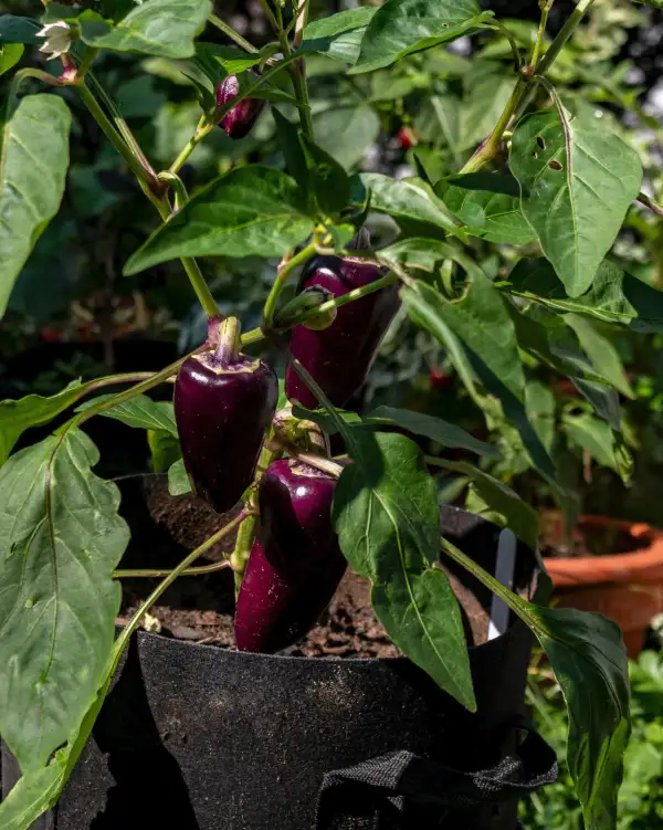 Chili / Paprika: Oda