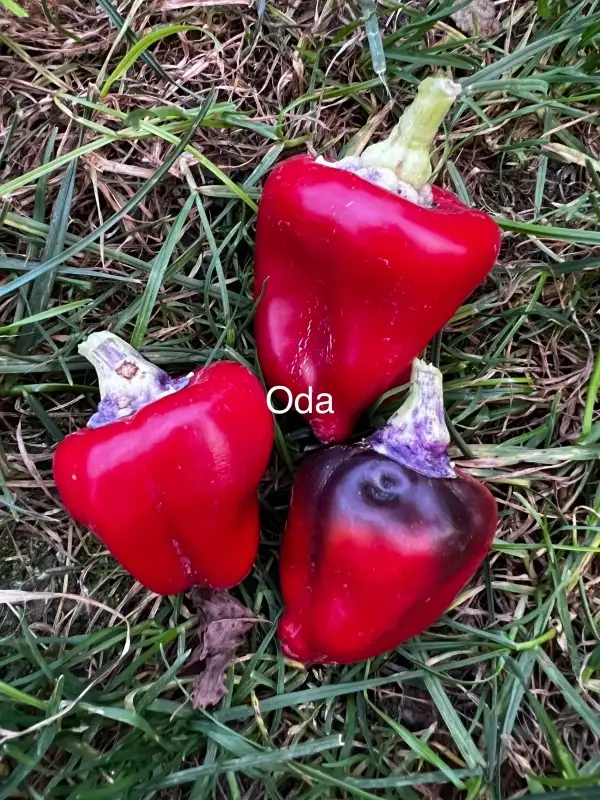 Chili / Paprika: Oda