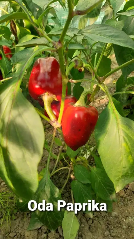 Chili / Paprika: Oda Paprika