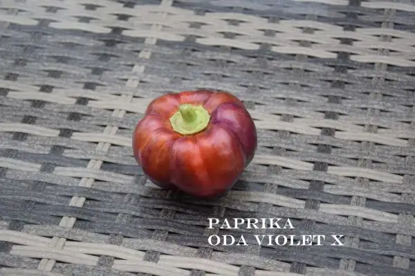 Chili / Paprika: Oda Violet X