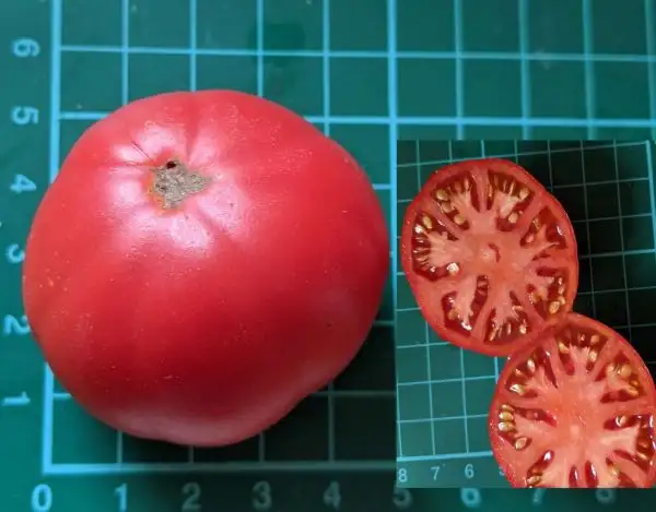 Tomaten: Odessa