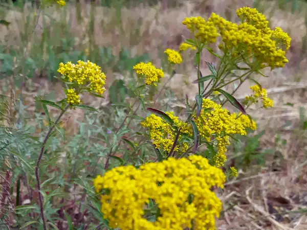 Stauden / Gehölz: Odontarrhena muralis  ‣ ‣ ‣ ‣ ‣ ‣ ‣ ‣ Mauer-Steinkraut ‣ Yellow Tuft