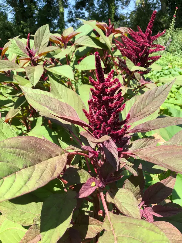 andere Gemüse: Oeschberg (Amaranthus cruentus)