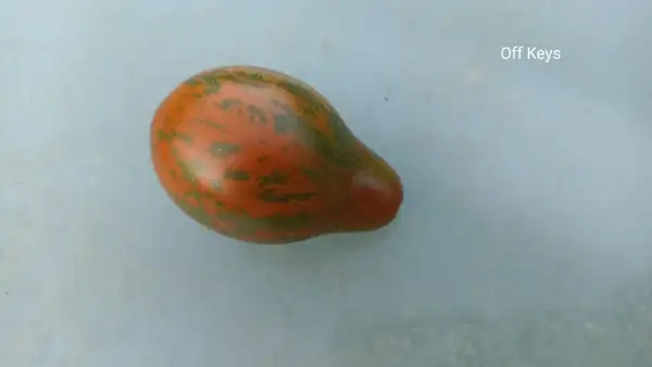 Tomaten: Off Keys