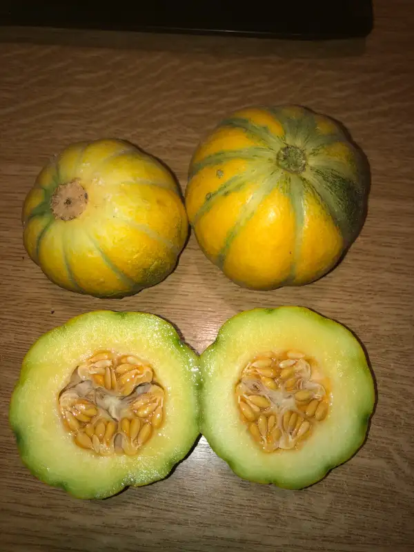 Obst: Ogen melone