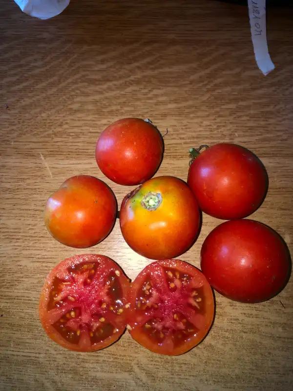 Tomaten: Ogni Moskvy