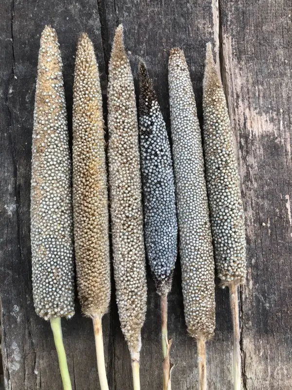 andere Gemüse: Okashana (Pennisetum glaucum)