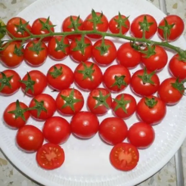 Tomaten: Okean