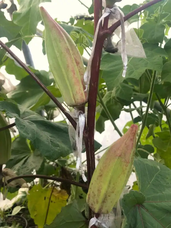andere Gemüse: okra