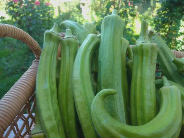 andere Gemüse: Okra, indisches Gemüse. Zum Andicken von Suppe und Soßen.