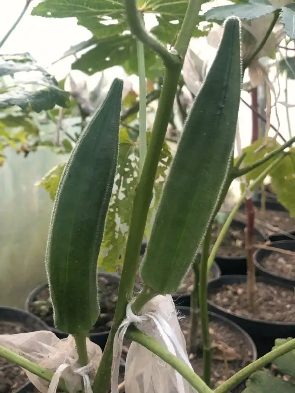 andere Gemüse: okra 