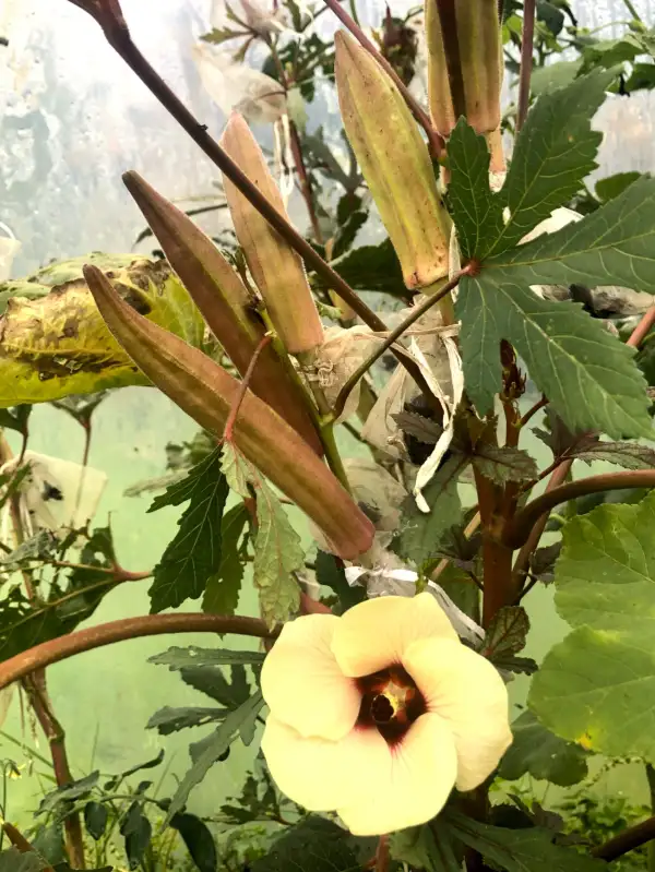 andere Gemüse: okra 