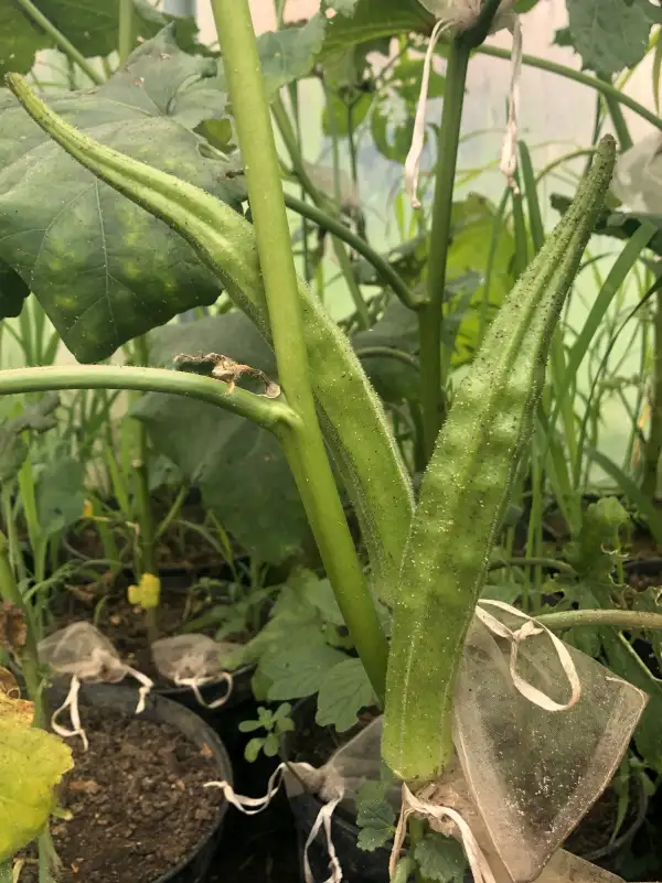 andere Gemüse: okra 