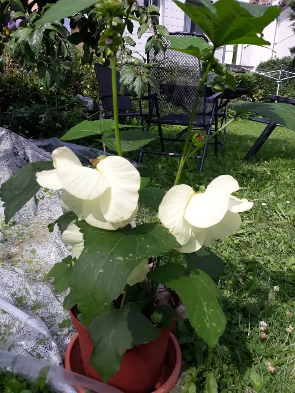 andere Gemüse: Okra, star of David, Abelmoschus esculentus