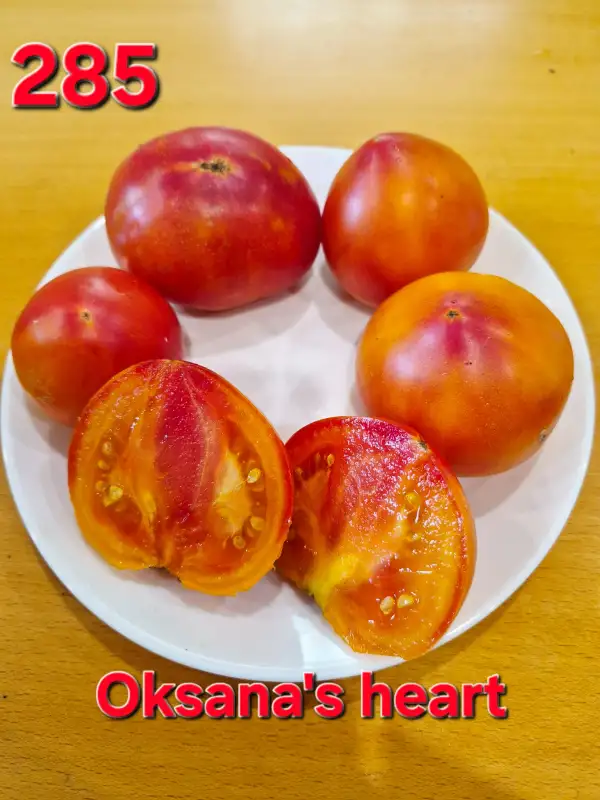 Tomaten: Oksana