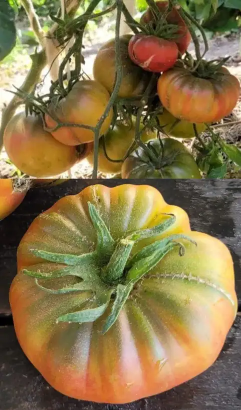 Tomaten: Okthyrskaya Vesnyanka
