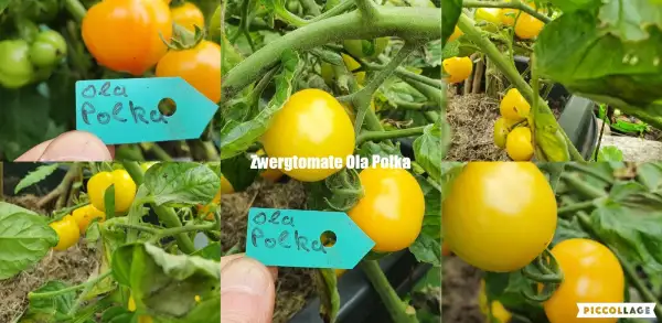 Tomaten: Ola Polka - Microdwarf/Zwergtomate