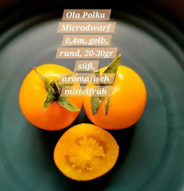 Tomaten: Ola Polka