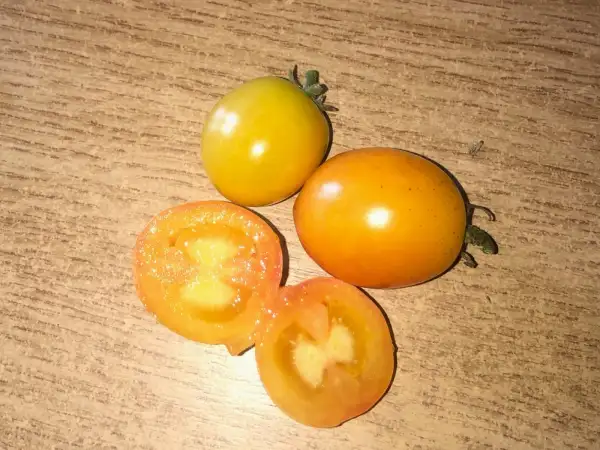 Tomaten: Ola Polka